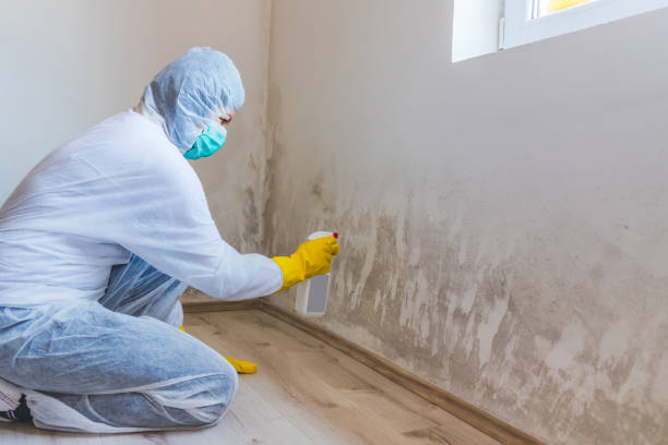 Licensed Attic Mold Removal service in Rebuck, PA - WQB Mold Removal