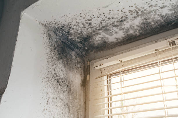 Affordable Attic Mold Removal solutions in Rebuck, PA