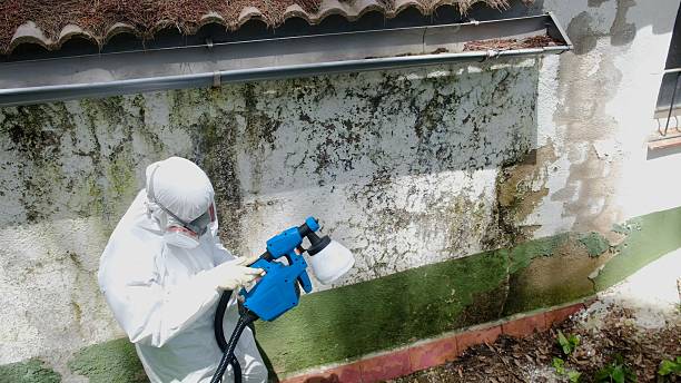 Top rated local Attic Mold Removal specialists in Rebuck, PA